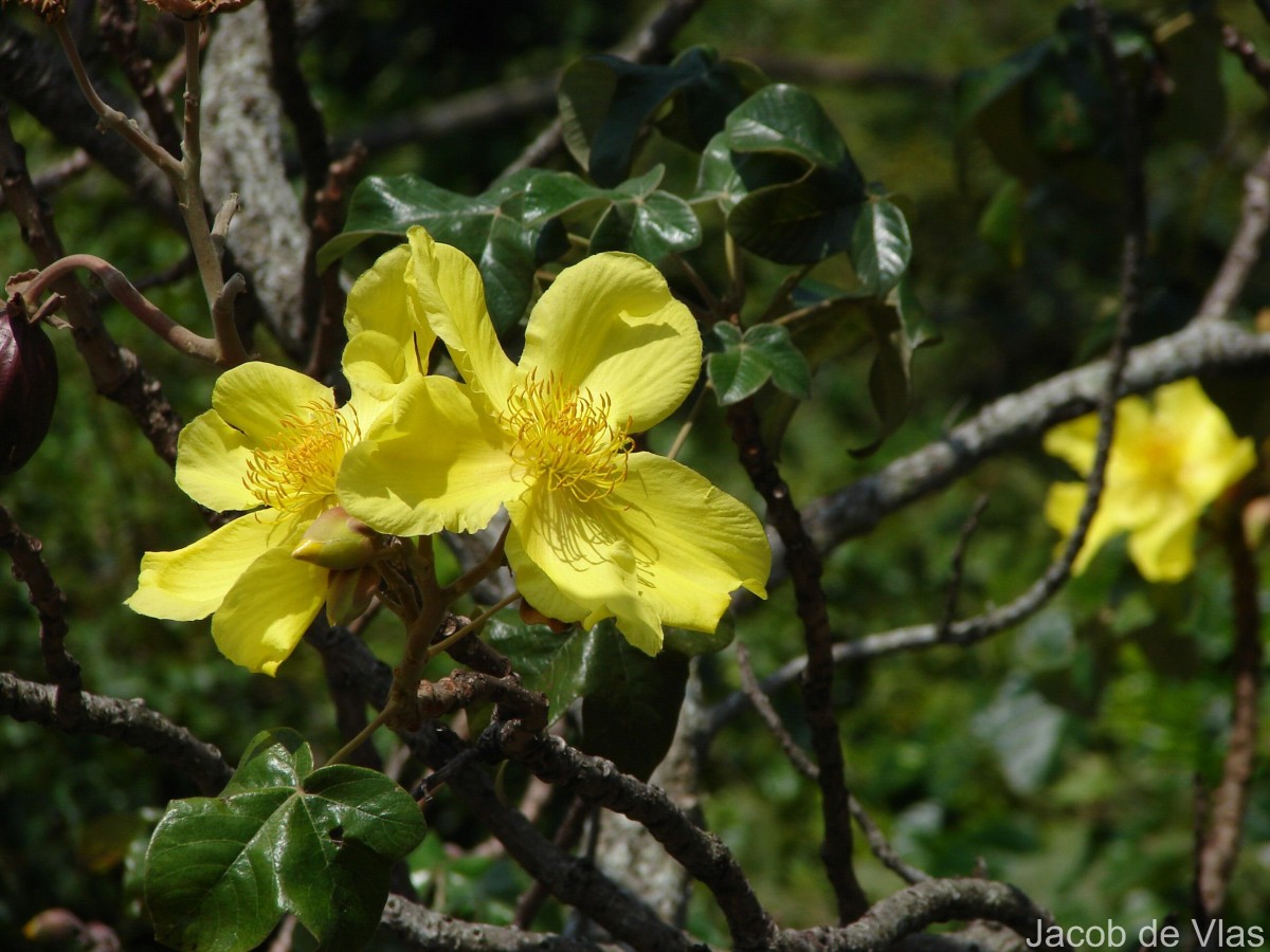 Cochlospermum religiosum (L.) Alston